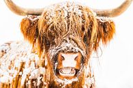 Portret van een Schotse Hooglander in de sneeuw tijdens de winter van Sjoerd van der Wal Fotografie thumbnail