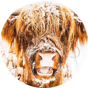 Portret van een Schotse Hooglander in de sneeuw tijdens de winter van Sjoerd van der Wal Fotografie