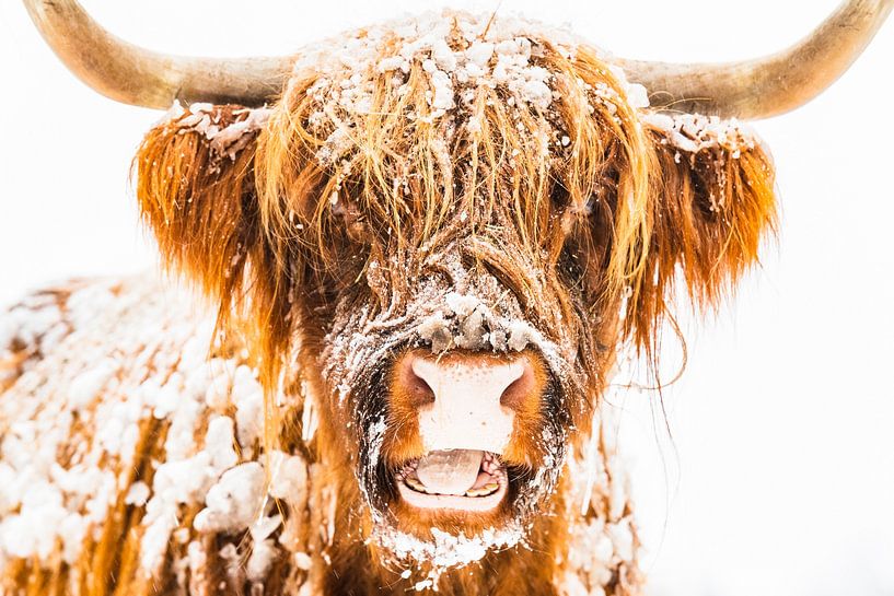 Portret van een Schotse Hooglander in de sneeuw tijdens de winter van Sjoerd van der Wal Fotografie