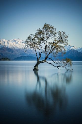 Der Wanaka-Baum