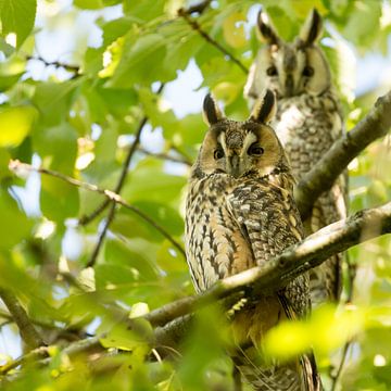 Long-eared owls by Carlien schelhaas