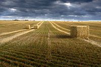 Grasveld van Denemarken