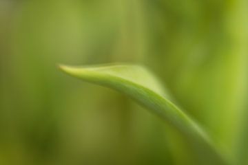 Groen blad |Tulp van Marianne Twijnstra