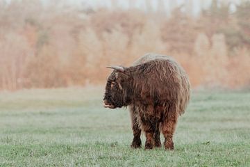 Schotse Hooglanders in de Nederlandse Duinen van Anne Zwagers