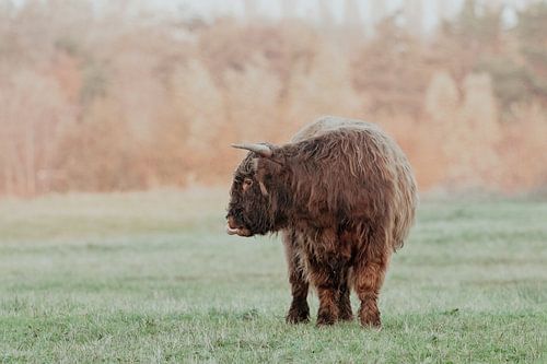 Scottish Highlanders in the Dutch Dunes