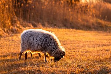Moutons en train de paître au coucher du soleil à Meijendel sur MICHEL WETTSTEIN