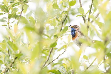 Zingende blauwborst van Danny Slijfer Natuurfotografie