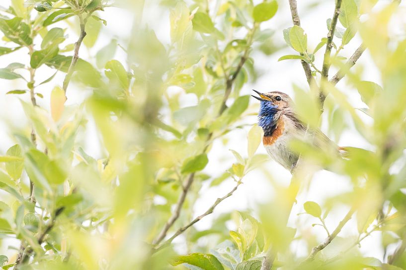 Singing bluethroat by Danny Slijfer Natuurfotografie