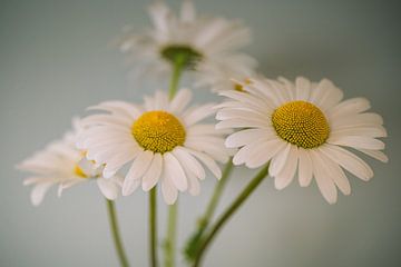 Marguerites sur Ingrid van Wolferen