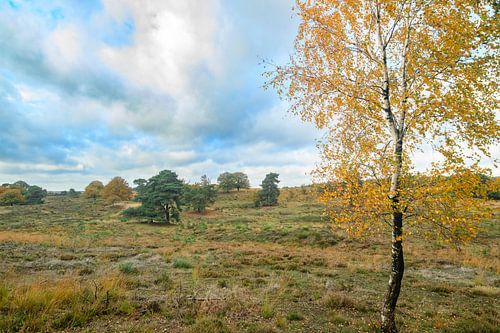 Bouleau dans le paysage de Veluwezoom en automne