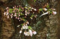 springtime! ... under the cherry tree 04 van Meleah Fotografie thumbnail