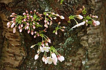 springtime! ... under the cherry tree 04 by Meleah Fotografie