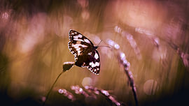 Demi-deuil (papillon)