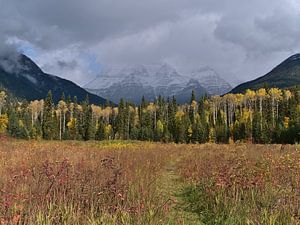 Herfstweide op Mount Robson van Timon Schneider