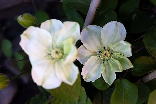 De eerste bloemen in de tuin in het Emsland