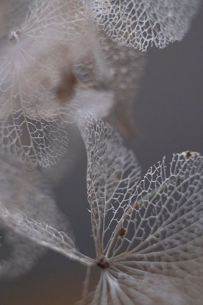 nature is fragile  van Karin van Bylevelt