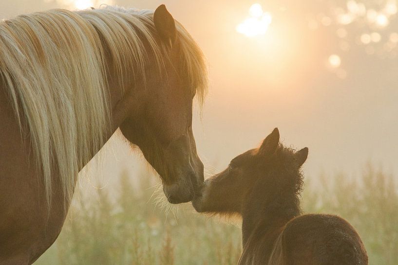 Cuddling in the misty morning sun by Iris van Velzen