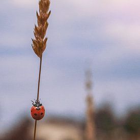 Marienkäfer auf Weizen von Maaike Beveridge
