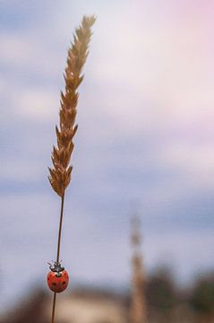 Ladybird on Wheat by Maaike Beveridge