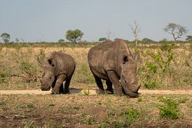 Nashorn mit Nachwuchs von Ingrid Sanders