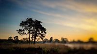 landschap met boom in vroeg ochtendlicht van Lex Schulte thumbnail