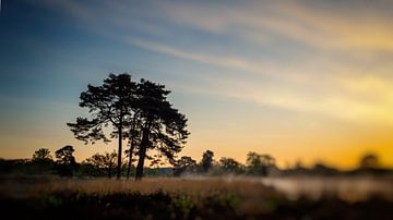 landschap met boom in vroeg ochtendlicht
