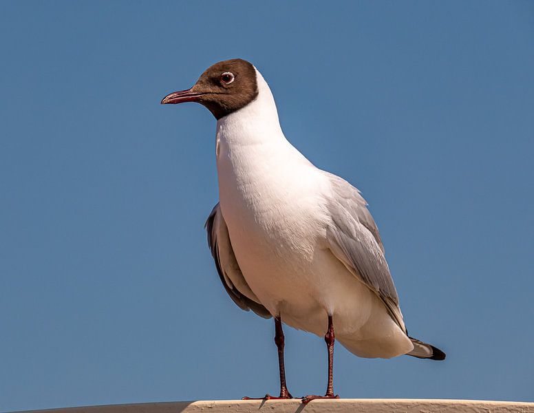 Black-headed gull by Han van der Staaij
