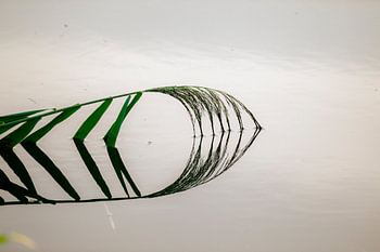 L'herbe, vue en reflet