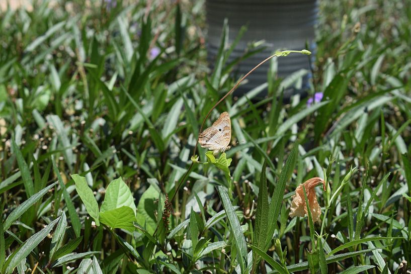 Schmetterling auf einer Pflanze von Jaymi Hollander