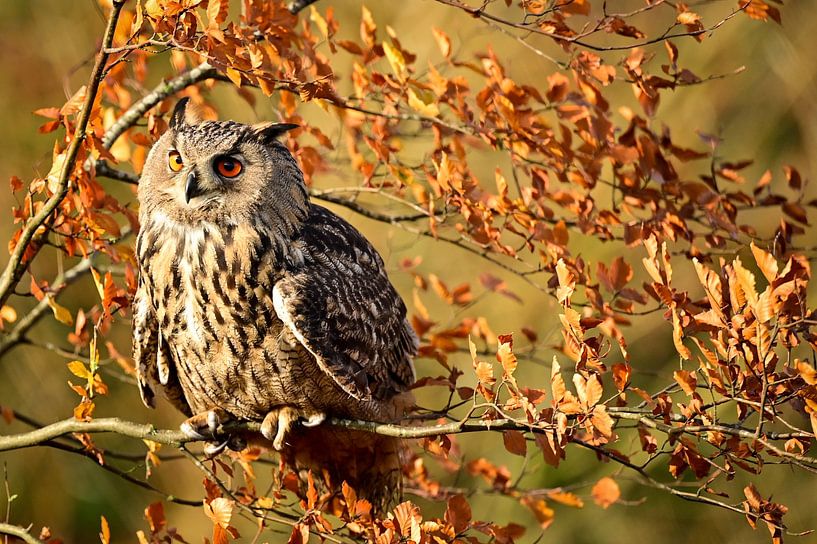 Owl by Theo Groote