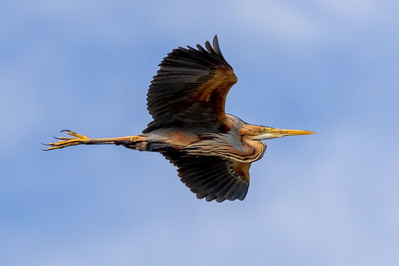Pupur heron in flight by Teresa Bauer
