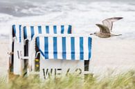 Möwe im Tiefflug vor Strandkorb von Holger Bücker Miniaturansicht