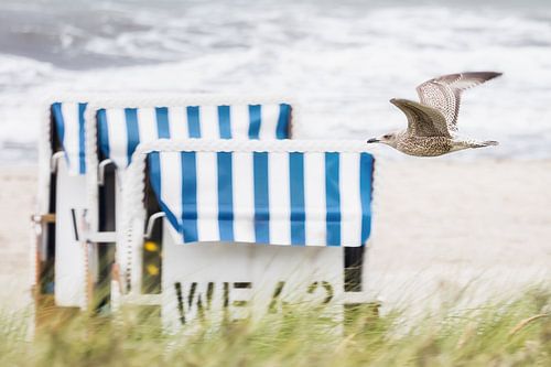 Möwe im Tiefflug vor Strandkorb