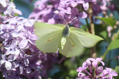 The brimstone butterfly