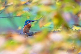Ijsvogel van Anton Kloof