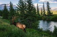 Een hert langs Icefields parkway - Canada van Loris Photography thumbnail