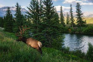 Ein Hirsch entlang des Icefields Parkway - Kanada