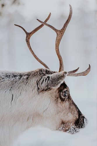 Reindeer in Swedish Lapland