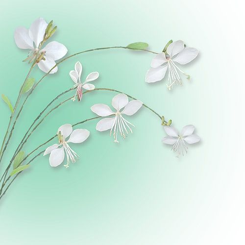 Gaura Lindheimeri trots en sierlijk