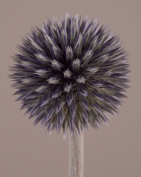 Eenvoud: Portret van een bloem van de Kogeldistel (Echinops) van Marjolijn van den Berg