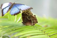 Butterflies Photo, Blue butterfy and Brown Owlbutterfly by Martijn Schrijver thumbnail