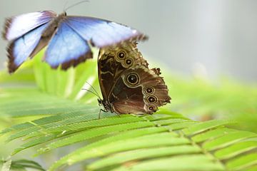 Schmetterlingsfoto: Blauer Morpho und Brauner Eulenfalter von Martijn Schrijver