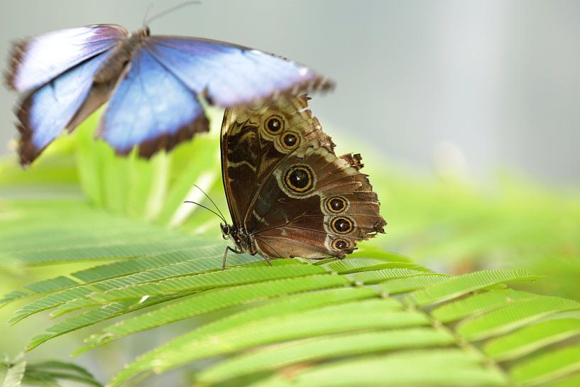 Butterflies Photo, Blue butterfy and Brown Owlbutterfly by Martijn Schrijver