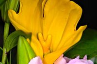 Closeup of yellow flower