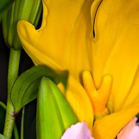 Nahaufnahme einer gelben Blume von Farzad Madjdian