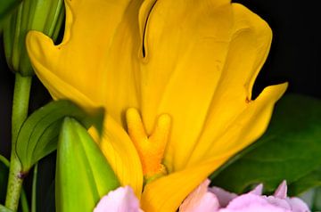 Close-up van gele bloem van Farzad Madjdian