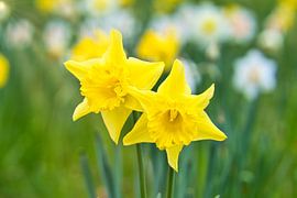 Yellow daffodil, daffodil individually highlighted by Martin Köbsch