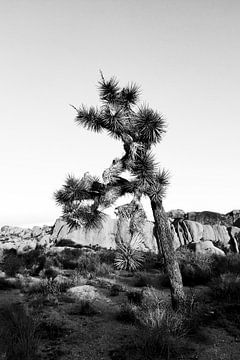 Woestijnboom van Walljar