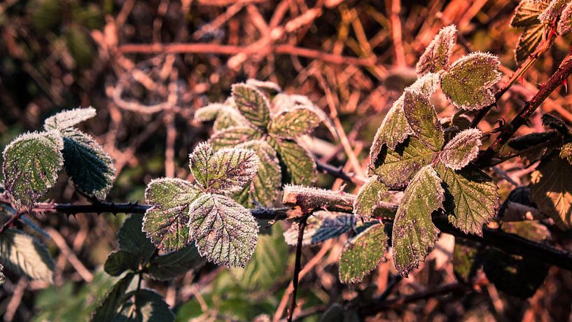 Bramenblad bevroren in de winter van Idema Media