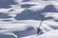 Tree with winter cover by Adelheid Smitt thumbnail